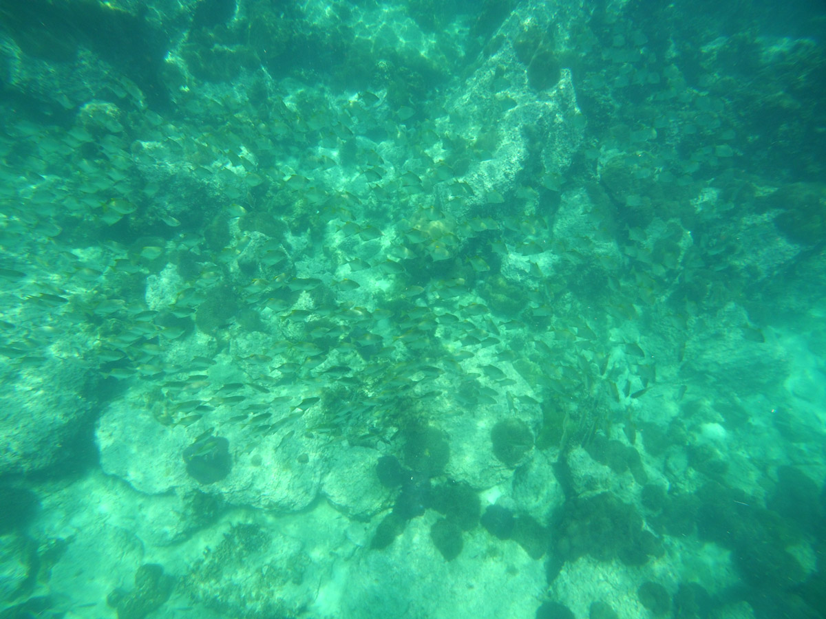 Yi_camera กับอุปกรณ์กันน้ำไปดูปะการัง