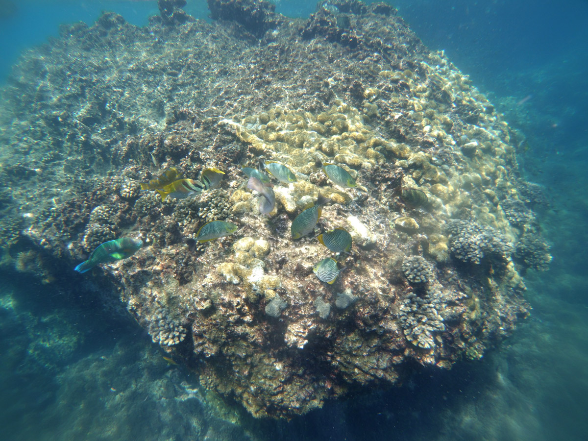Yi_camera กับอุปกรณ์กันน้ำไปดูปะการัง